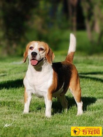 比格犬聪明吗 性格开朗欢愉的狗狗