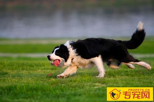 边境牧羊犬有多聪明 不需要训练的狗狗