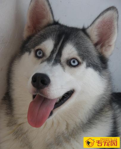 哈士奇的性格 它对人类不设防的动物