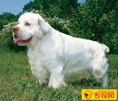 克伦伯猎鹬犬的形态特征 主要颜色是白色