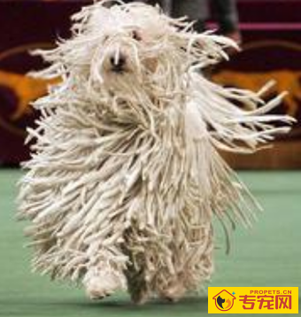 可蒙犬的性格 对陌生人有所保留