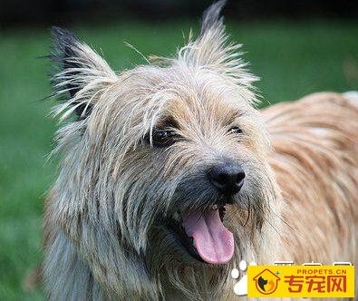 罗威士梗的性格 机灵活泼性情还温和