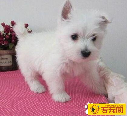 西高地白梗性格 该犬有很强的活动能力