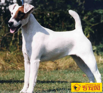 平毛猎狐梗的性格 该犬天性机敏活泼