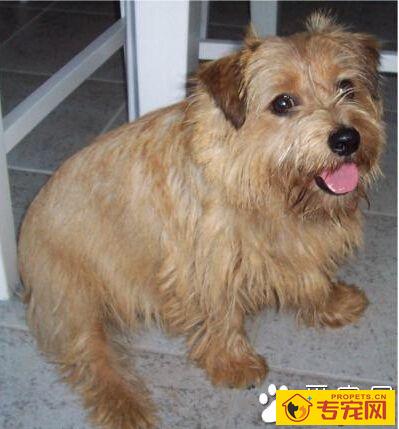 罗福梗的性格 勇敢忠诚极具富有感情