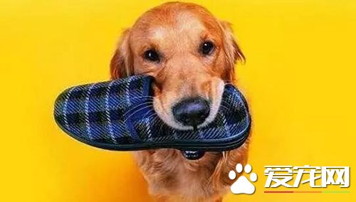 狗狗乱咬鞋子怎么办 咬拖鞋占有欲作怪