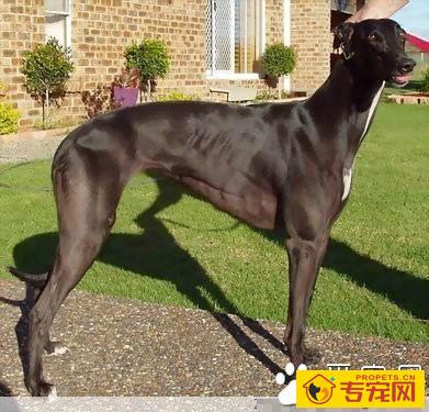 灵缇犬的特征 该犬身体结构优美