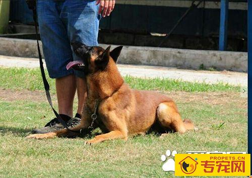 如何驯养小狗狗 调教狗的手段与原则