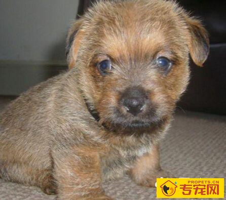 罗福梗的形态特征 它的耳朵整洁下垂