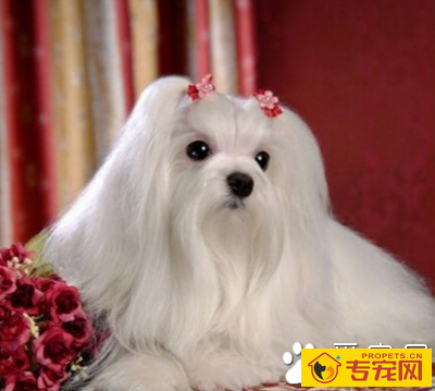 西施犬的特征 全身披有华丽的长毛