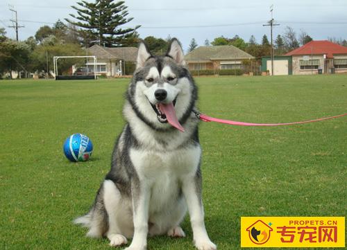 阿拉斯加雪橇犬有多大 理想身材是什么样子