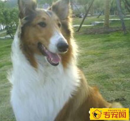 大白熊能长多大 大白熊并不是长得越大越好