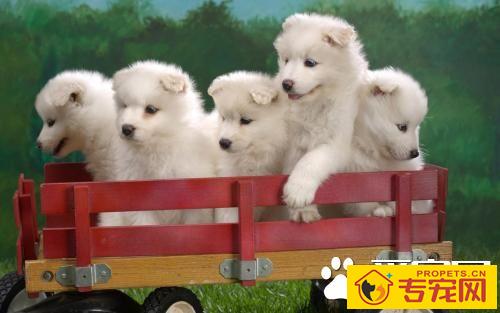 怎么才能让狗狗听话 对幼犬进行呼名训练教程