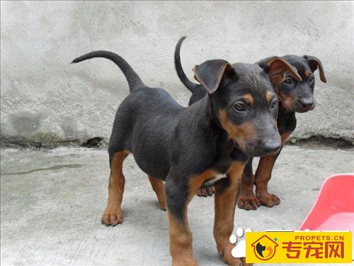 如何驯养小狗狗 调教狗的手段与原则