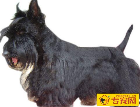 苏格兰梗智商 需要长时间的反复练习