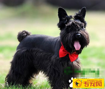 苏格兰梗的智商 该犬排名第65位