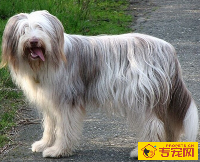 古代长须牧羊犬的性格 该犬非常友善