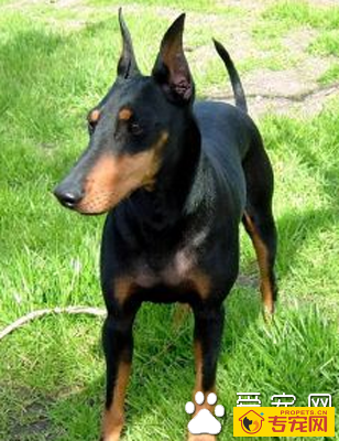 曼彻斯特梗的性格 属于不爱吵闹的品种