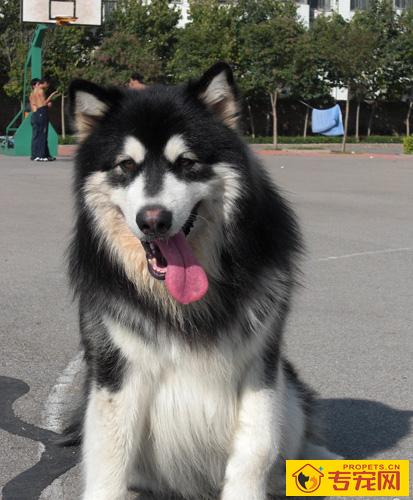 阿拉斯加雪橇犬怎么样 高智商可领会人的语言