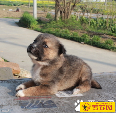 狗狗一般吃什么 注意搭配保证营养均衡