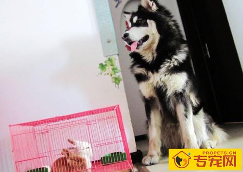 阿拉斯加雪橇犬智商 智商及性格的由来