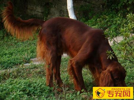 爱尔兰雪达犬的性格 性格温和拥有迷人的外表