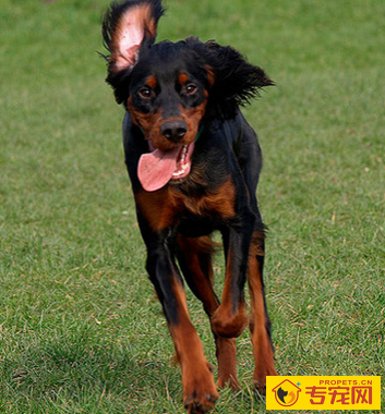 哥顿雪达犬的形态特征 眼睛是深褐色的