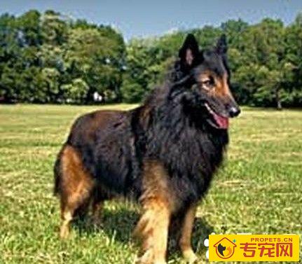比利时坦比连犬哪里卖 它聪明姿态高雅