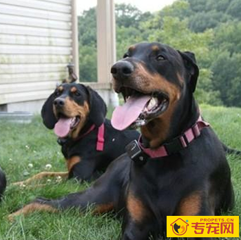 黑褐色猎浣熊犬的形态特征 该犬很有活力