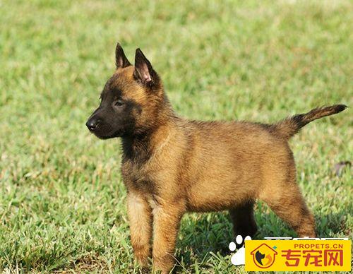 如何让小狗站起来 教小狗握手教程技巧