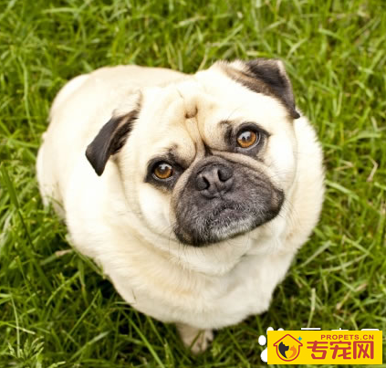 沙皮狗能长多大 该犬是属于中型犬