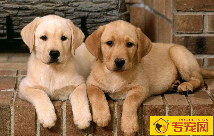 适合家养的狗狗 狗狗的性格后天可以纠正