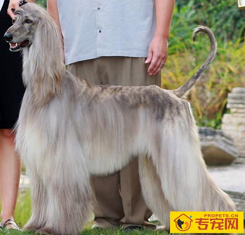 阿富汗猎犬智商 智商排名是79