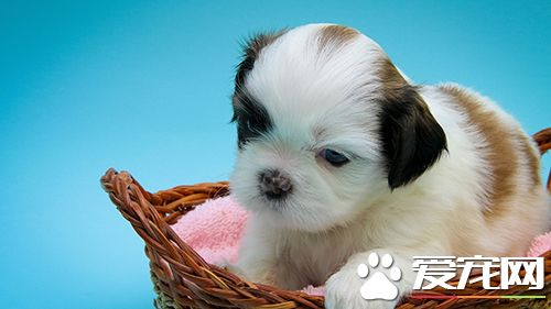 如何训练狗送物品 让狗学会入座的训练方法