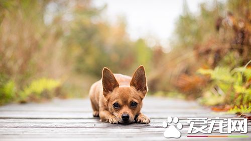 如何训练狗送物品 让狗学会入座的训练方法