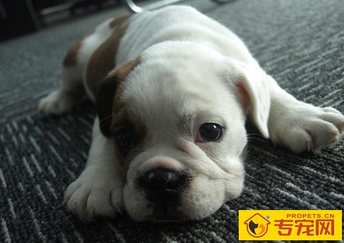 斗牛犬能长多大 最初用於挑逗公牛的犬