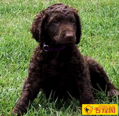 卷毛寻回犬的性格 该犬非常独立和冷静