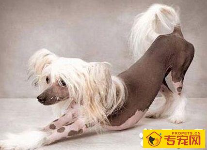 冠毛犬的性格 活泼开朗适合城市饲养