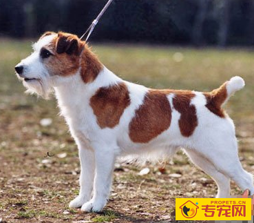 杰克罗素梗的性格 性格友好而且冒失