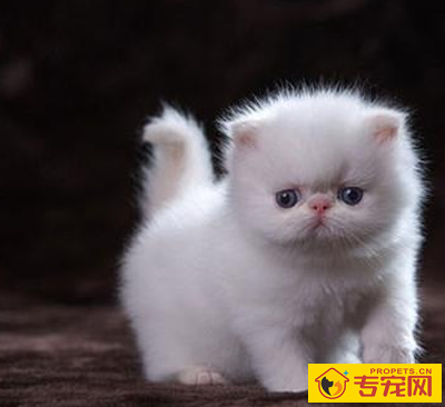 喜马拉雅猫的性格 该猫非常的乖巧