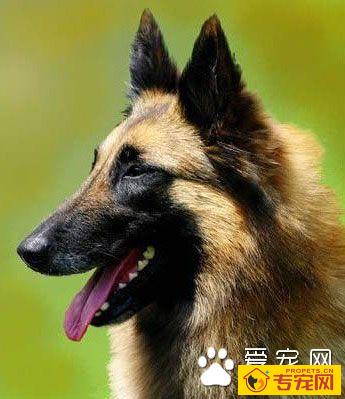 比利时马林诺斯犬的性格 该犬精力旺盛