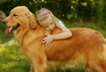 金毛可以做导盲犬吗 金毛犬很聪明