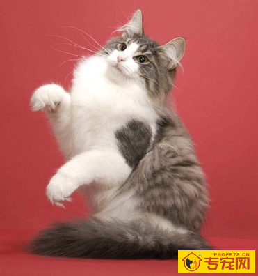 undefined{{pos:,w:,h:}}