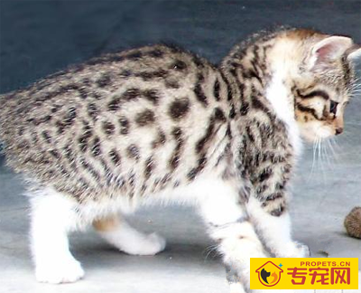 undefined{{pos:,w:,h:}}