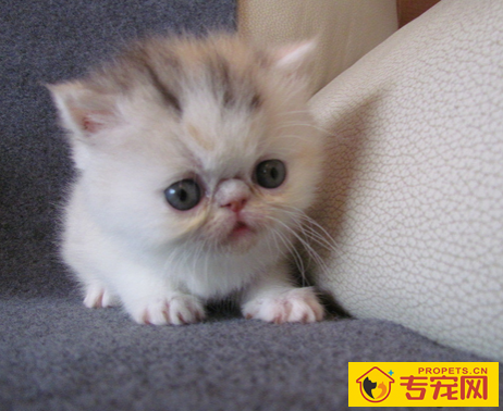 猫为什么长胡子 具有感觉功能