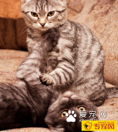 猫如何交配 猫咪通常是在夜间进行交配
