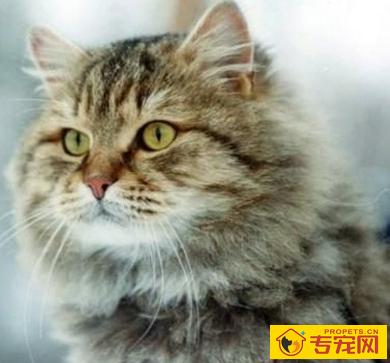 西伯利亚猫的形态特征 该猫粗壮而沉重