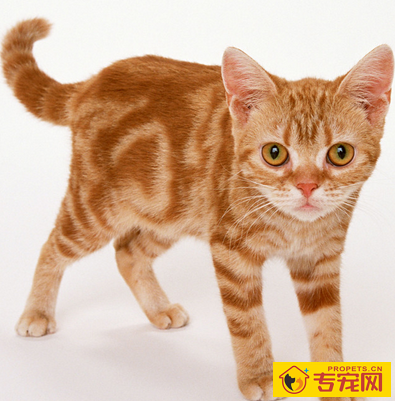 undefined{{pos:,w:,h:}}