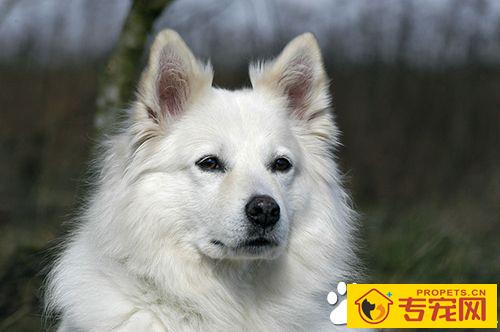 如何让狗给主人帮忙 训练让狗反应敏捷