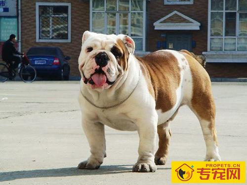 斗牛犬性格怎么样 对小孩和善的犬种